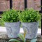 8 Bundles Outdoor Artificial Boxwood UV Resistant Fake Stems Plants, Faux Plastic Greenery for Indoor Outside Hanging Plants Garden Porch Window Box Home Wedding Farmhouse Décor
